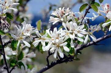 Poster - The snowy mespilus bush (Amelanchier ovalis) in flower with a blue sky