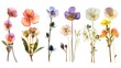 pressed wildflowers arranged on a line white background