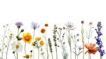Pressed Wildflowers Arranged On A Line White Background