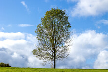 Lonely Tree On A Green Meadow Under Blue Sky With Clouds