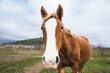 Young funny horse's head close up, curious animal looking to the camera on field, portrait of beautiful pet outdoor