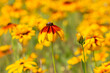 Rudbeckia flower in nature