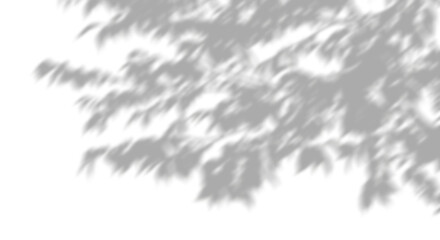Wall Mural - shadow forest trees branches cutout transparent backgrounds 3d rendering png