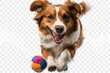 Cute canine companion carrying a toy with joyful enthusiasm on transparent background.