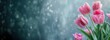 © iloli - banner Pink tulips on grey magic background, top view and space for text, background for congratulations