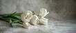 © iloli - White tulips on grey magic background, space for text, background for congratulations