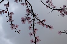 Spring Blossom Against A Stormy Sky
