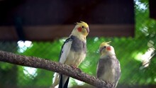 Different Types Of Parrots In Zoo Cage