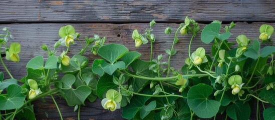 Wall Mural - Lush green pea plants garden growing outdoors natural agriculture farming concept