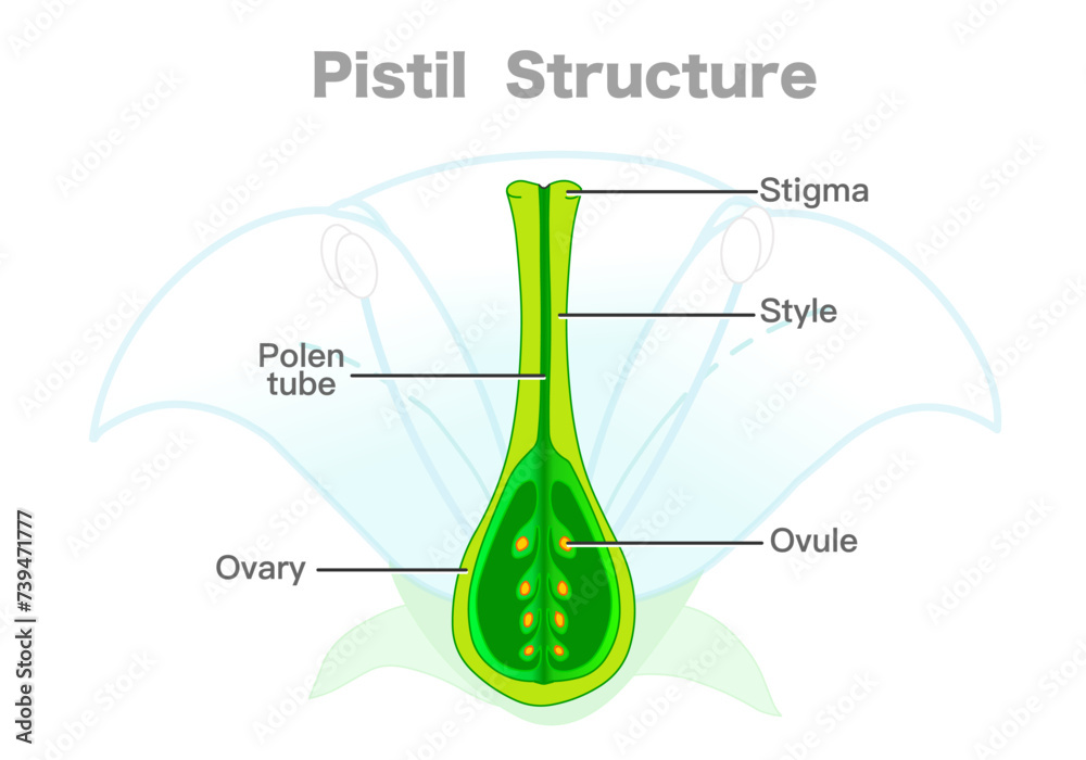 Pistil structure, diagram. Carpel parts, ovary, stigma, style, ovule