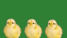 Three Chicks Singing Eighties Style Tunes On A Green Screen