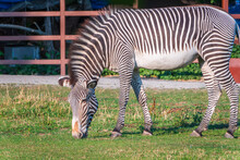 Grevy's Zebra, Lat Equus Grevyi, Also Known As The Imperial Zebra Eats Green Grass.