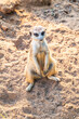 Meerkat, Suricata suricatta, on hind legs. Portrait of meerkat standing on hind legs with alert expression. Portrait of a funny meerkat sitting on its hind legs.