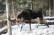 big buck moose in action