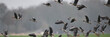 Seitenansicht Gänse im riesigen Vogelschwarm beim Abflug in den grauen Himmel.