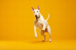Joyful White Dog Leaping Against Vibrant Yellow Banner Background in Energetic Display