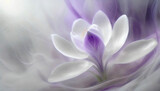 Fototapeta Kwiaty - Abstrakcyjny kwiat krokus. Pastelowe tło kwiatowe