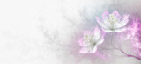 Fototapeta  - Pastelowe jasne tło kwiatowe. Puste miejsce na tekst