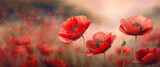 Fototapeta Kwiaty - Wiosenna tapeta, kwiatowe tło w czerwone maki 
