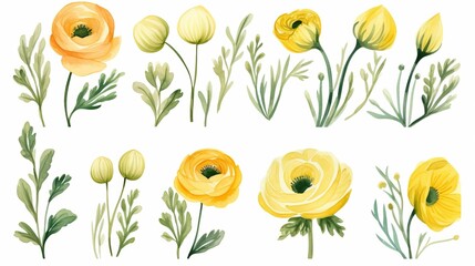 Canvas Print - Vector watercolor ranunculus and leaves set