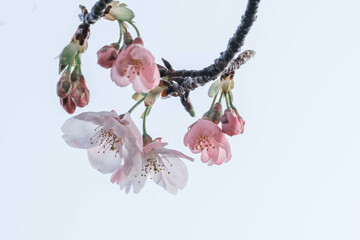 兵庫県神戸市の灘浜緑地で河津桜の咲き始め。