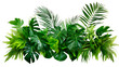 Tropical leaves foliage plant jungle bush floral arrangement nature backdrop isolated on transparent/white background.