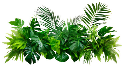 tropical leaves foliage plant jungle bush floral arrangement nature backdrop isolated on transparent