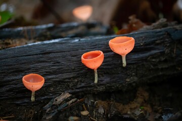 Wall Mural - The fungus species Cookeina speciosa