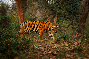 Bengal Tiger - Panthera tigris tigris the biggest cat in wild in Indian jungle in Nagarhole tiger reserve, hunter in the greeen jungle, face to face view