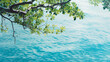 green mangrove on blue water background