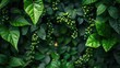Jungle bush of three-leaved wild vine cayratia or bush grape liana ivy plant growing with long pepper plant in wild, nature frame jungle border isolated