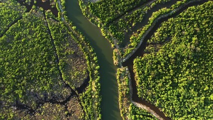 Poster - A river runs through mangroves in Asia, Cambodia, Kampot, in summer on a sunny day.