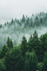 Misty fir forest landscape