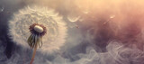 Fototapeta Dmuchawce - Piękny makro kwiat dmuchawiec w dymie. Puste miejsce
