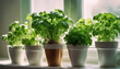 Fresh Herb Garden, pots of basil, parsley, and cilantro arranged on a white windowsill with morning