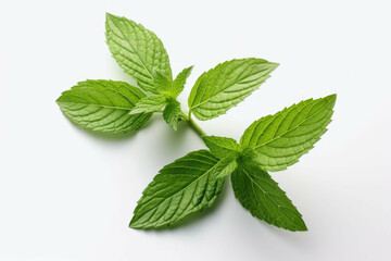 2 fresh mint leaves on a white background