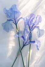 Light Blue Iris Flower. Generative AI