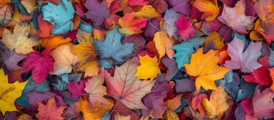 Wall Mural - Vibrant and Colorful Autumn Leaves Background in Nature Setting