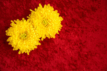 Large yellow Chinese chrysanthemums on a red velvet background, celebrating Chinese New Year, Lunar New Year
