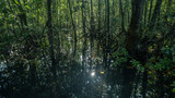 Fototapeta Natura - Reflected sunlight on creekwater at the base of tall mangrove forest trees.