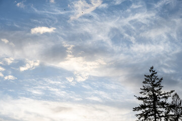 Wall Mural - Evening light in a cloudy blue sky with white clouds and silhouettes of evergreen trees, as a nature background
