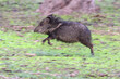 The collared peccary (Dicotyles tajacu) at  Bentsen-Rio Grande Valley State Park, Texas