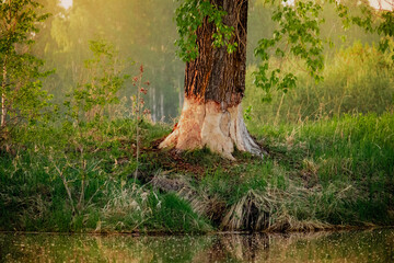 Wall Mural -  Tree bark destroyed by beavers