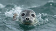 Playful Seal Diving: Crisp Portrayal