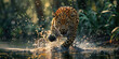 a leopard runs on water in jungle. Dangerous animal