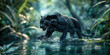 a black panther runs on water in jungle. Dangerous animal