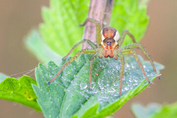 Wall Mural - a wolf spider in close-up on a nettle leaf. macrophotography.