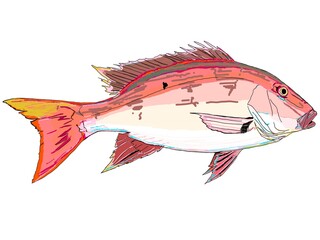 Wall Mural - Full Colored Mutton Snapper Fish
