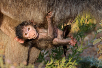 Wall Mural - a baby chacma baboon (papio ursinus) hanging onto its mother, kruger national park, south africa.