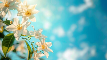 Wall Mural - Delicate white jasmine petals floating down against a serene blue sky, falling flower petals, Valentine's Day, dynamic and dramatic compositions, with copy space